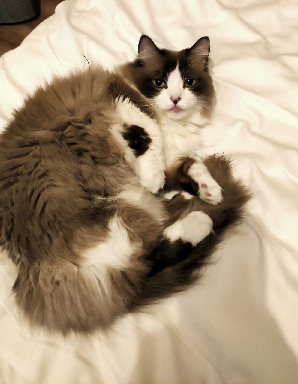 ДжоДжо игривый